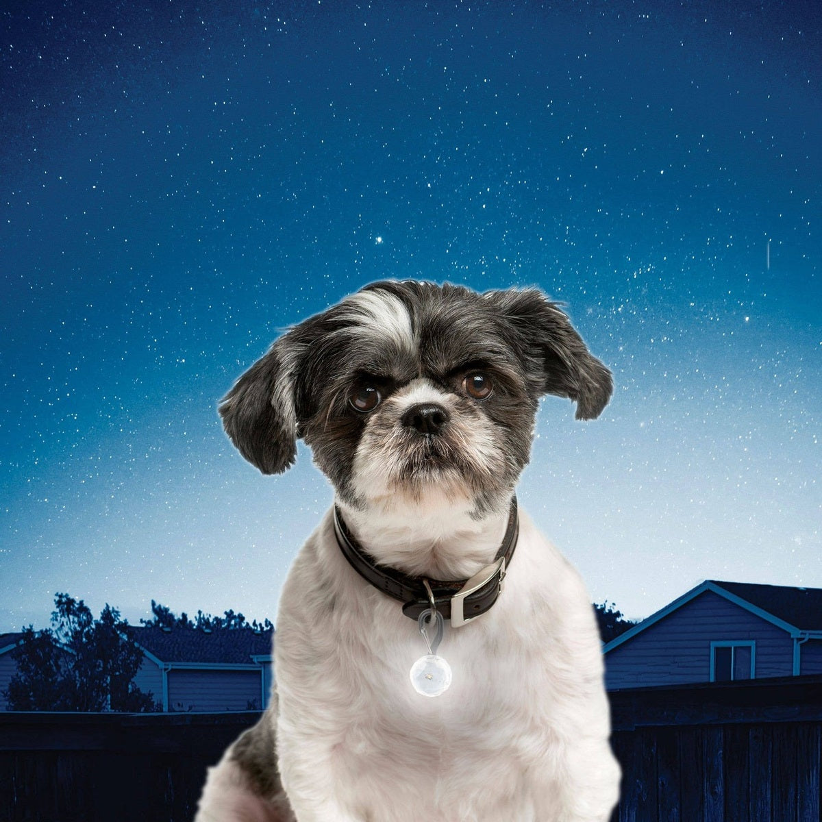 Petlit LED Collar Light-1