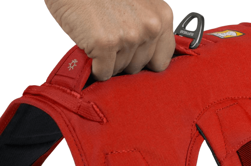 WEB Master Harness-14