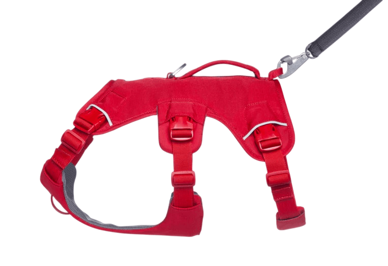 WEB Master Harness-41