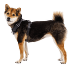 Front Range Harness-6