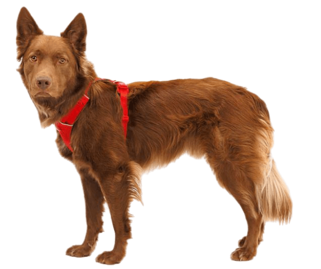 Front Range Harness-16