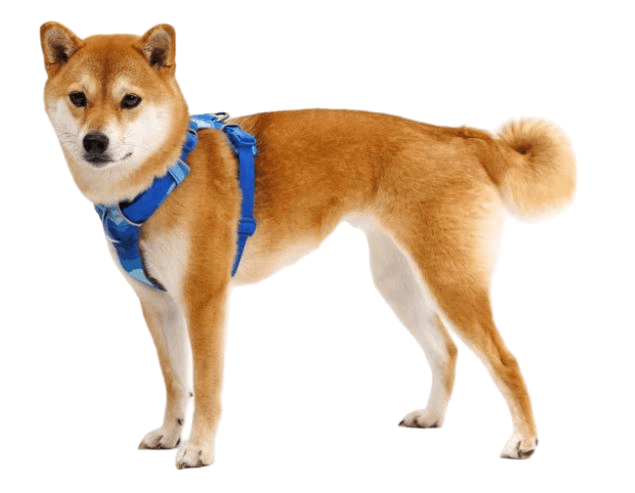 Front Range Harness-40