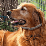 Colliers Tick Pour Chien-6