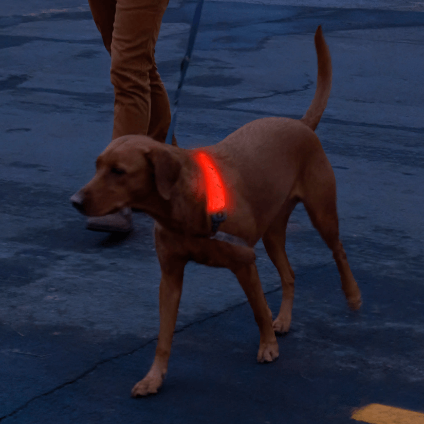 Nitedog Rechargable LED Collar Cover-17