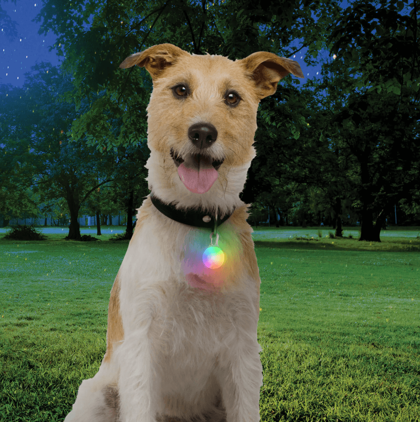 Spotlit Rechargable Collar Light-20