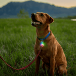 Spotlit Rechargable Collar Light-5