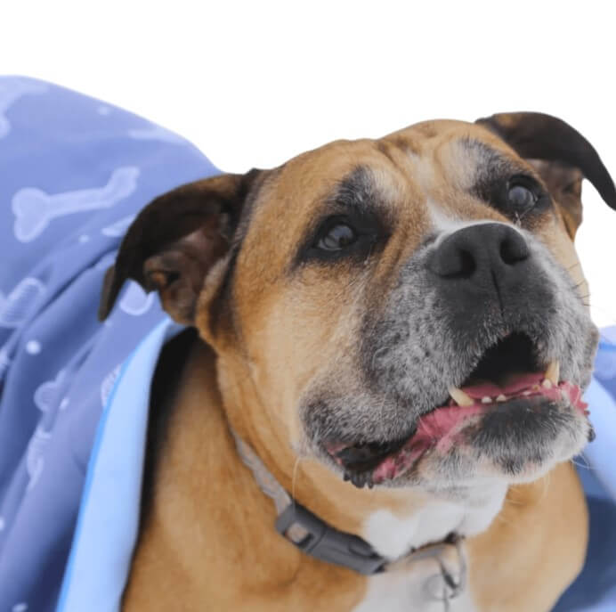 Serviette Pour Chien-14